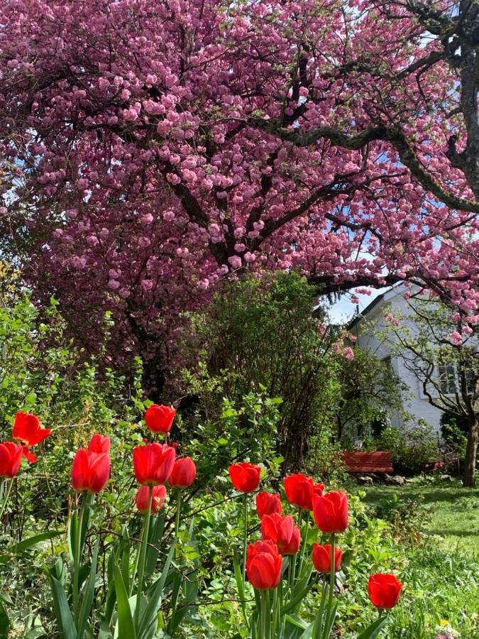 Bed and Breakfast Au Jardin Zuchwil Zewnętrze zdjęcie